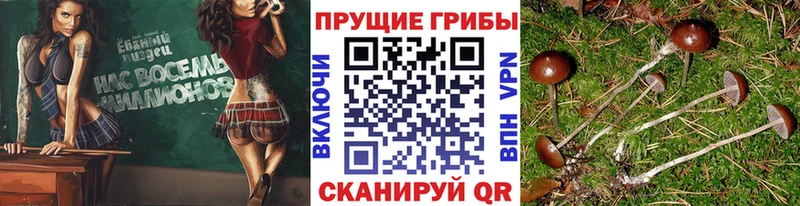 Псилоцибиновые грибы Psilocybine cubensis  Райчихинск 